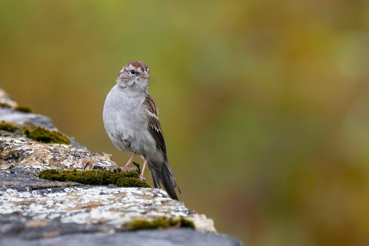 Chipping Sparrow - ML612803636