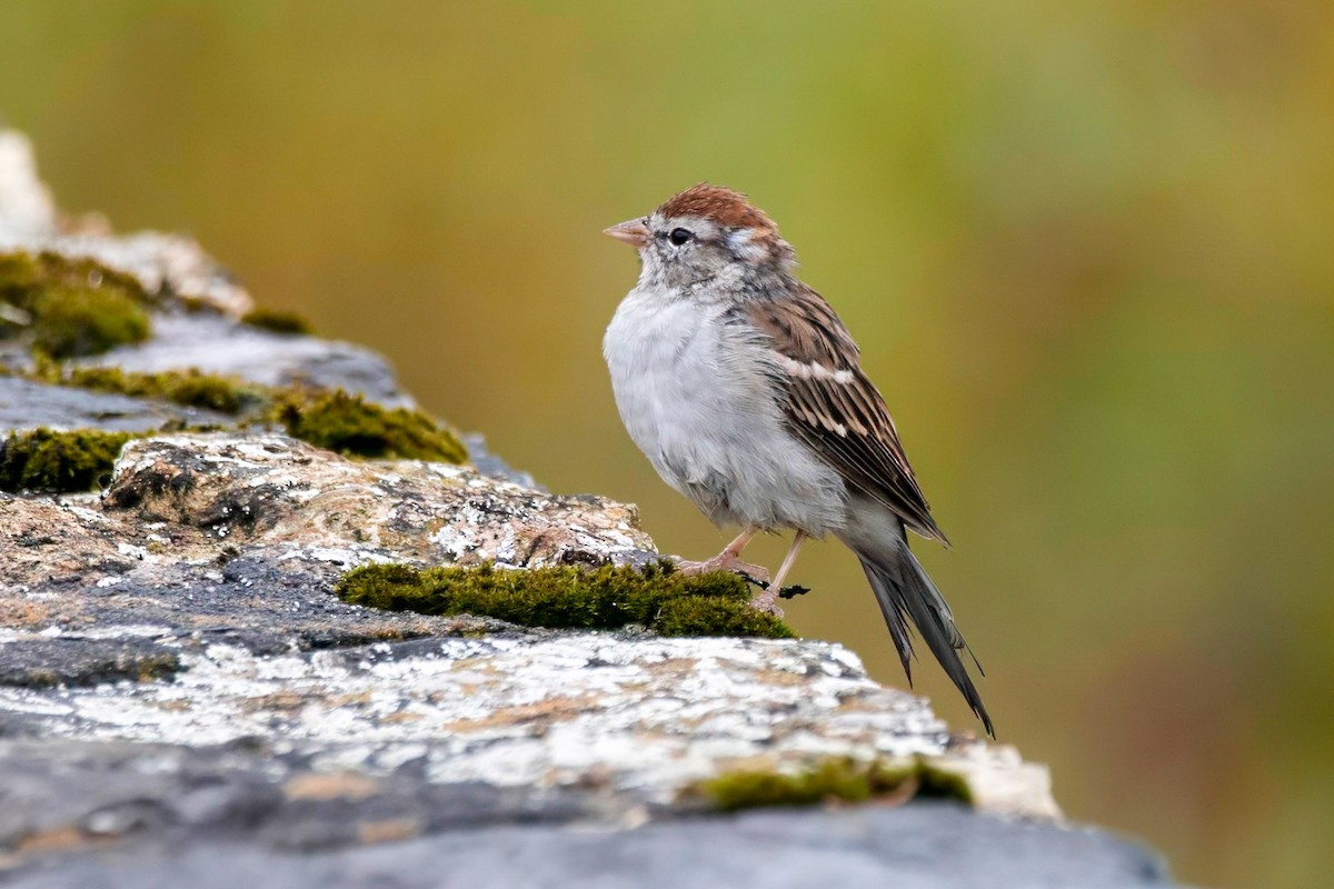 Chipping Sparrow - ML612803637