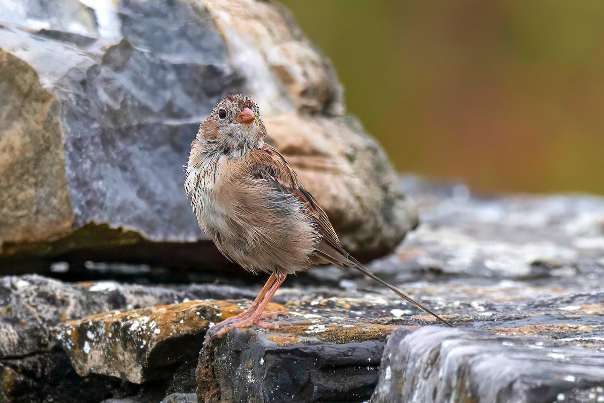 Field Sparrow - ML612803641