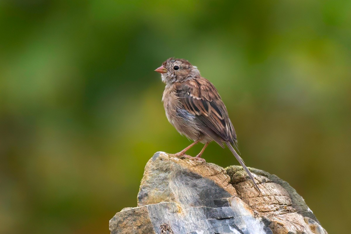 Field Sparrow - ML612803642