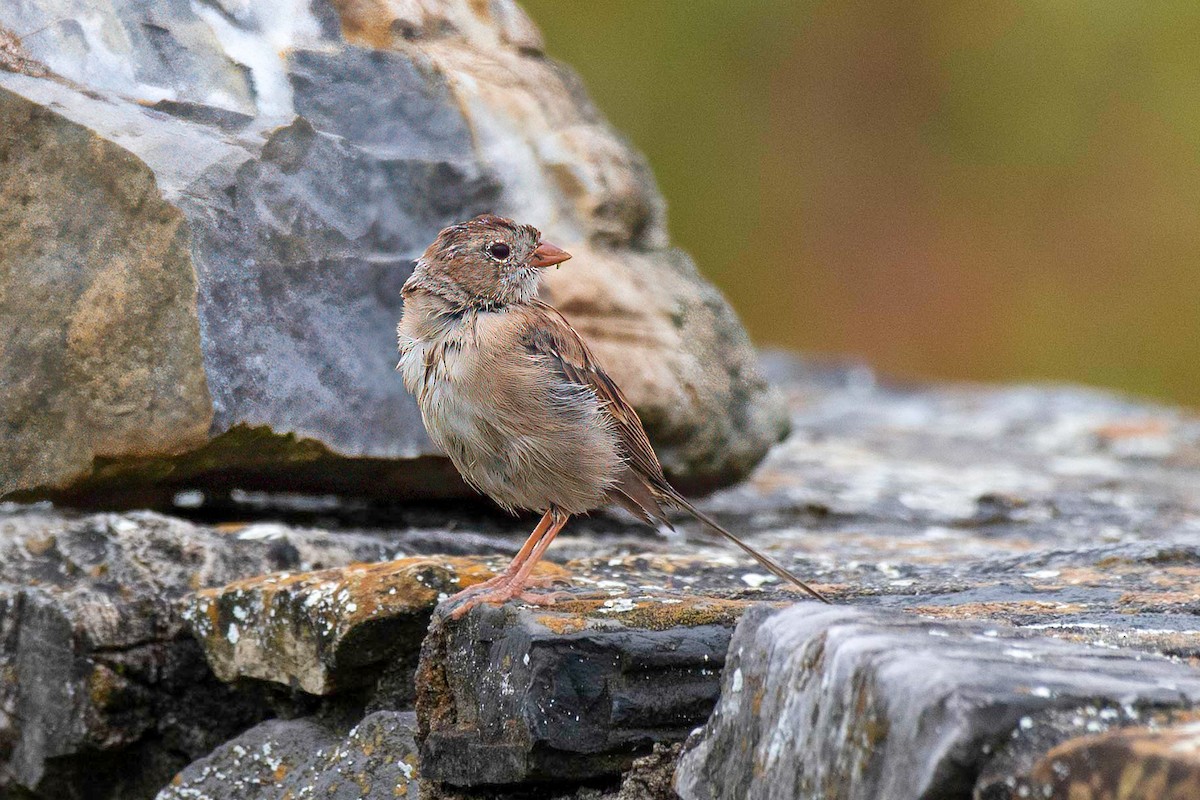 Field Sparrow - ML612803643