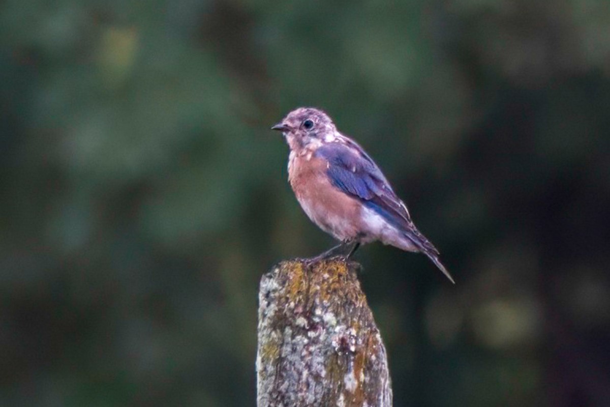 Eastern Bluebird - ML612803669