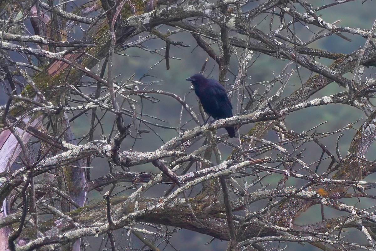 Common Raven - LAURA FRAZIER