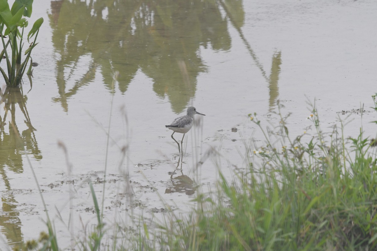 Common Greenshank - ML612803765