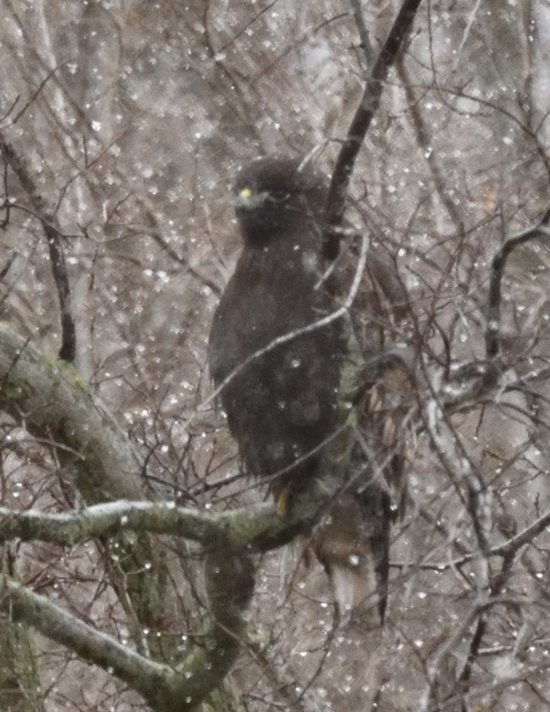 Red-tailed Hawk (calurus/alascensis) - ML612803774