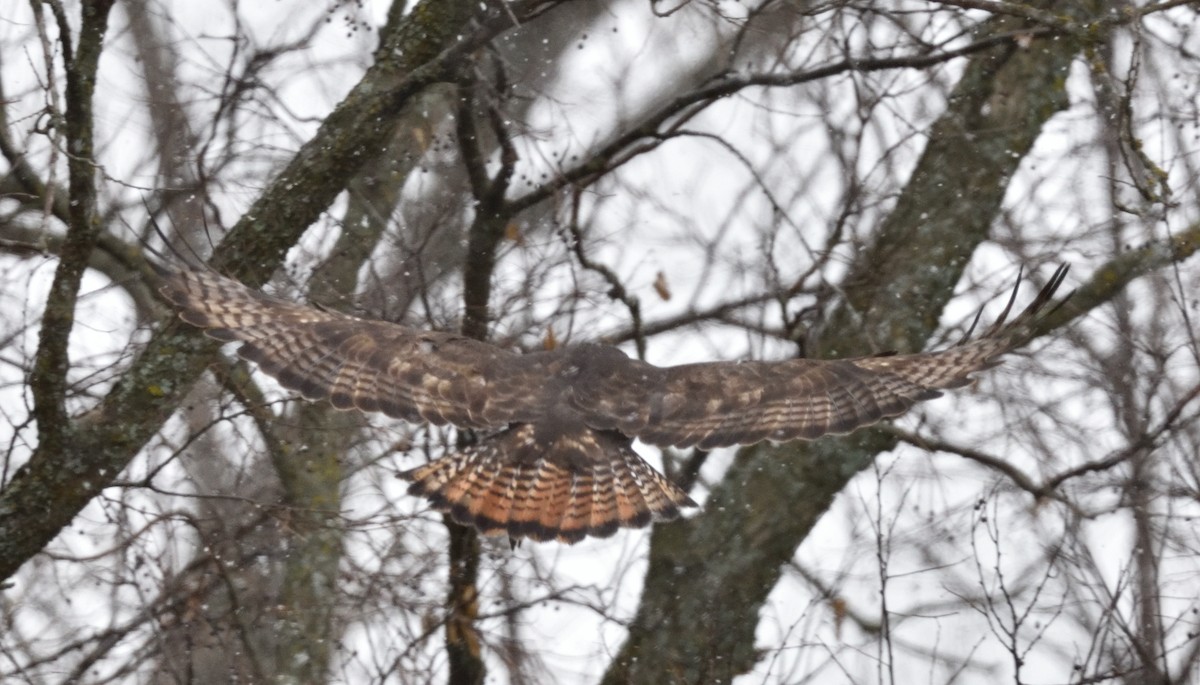 Red-tailed Hawk (calurus/alascensis) - ML612803775