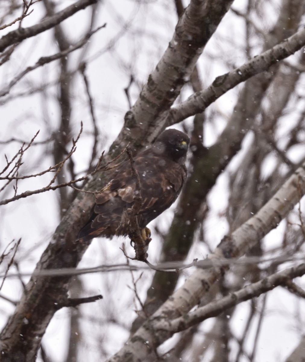 Red-tailed Hawk (calurus/alascensis) - Steve Goodbred