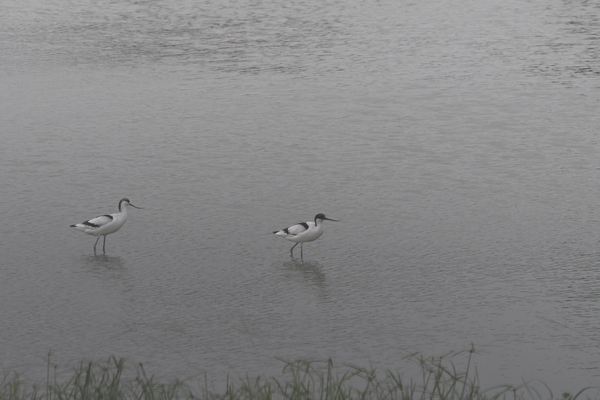 Pied Avocet - CH Wan