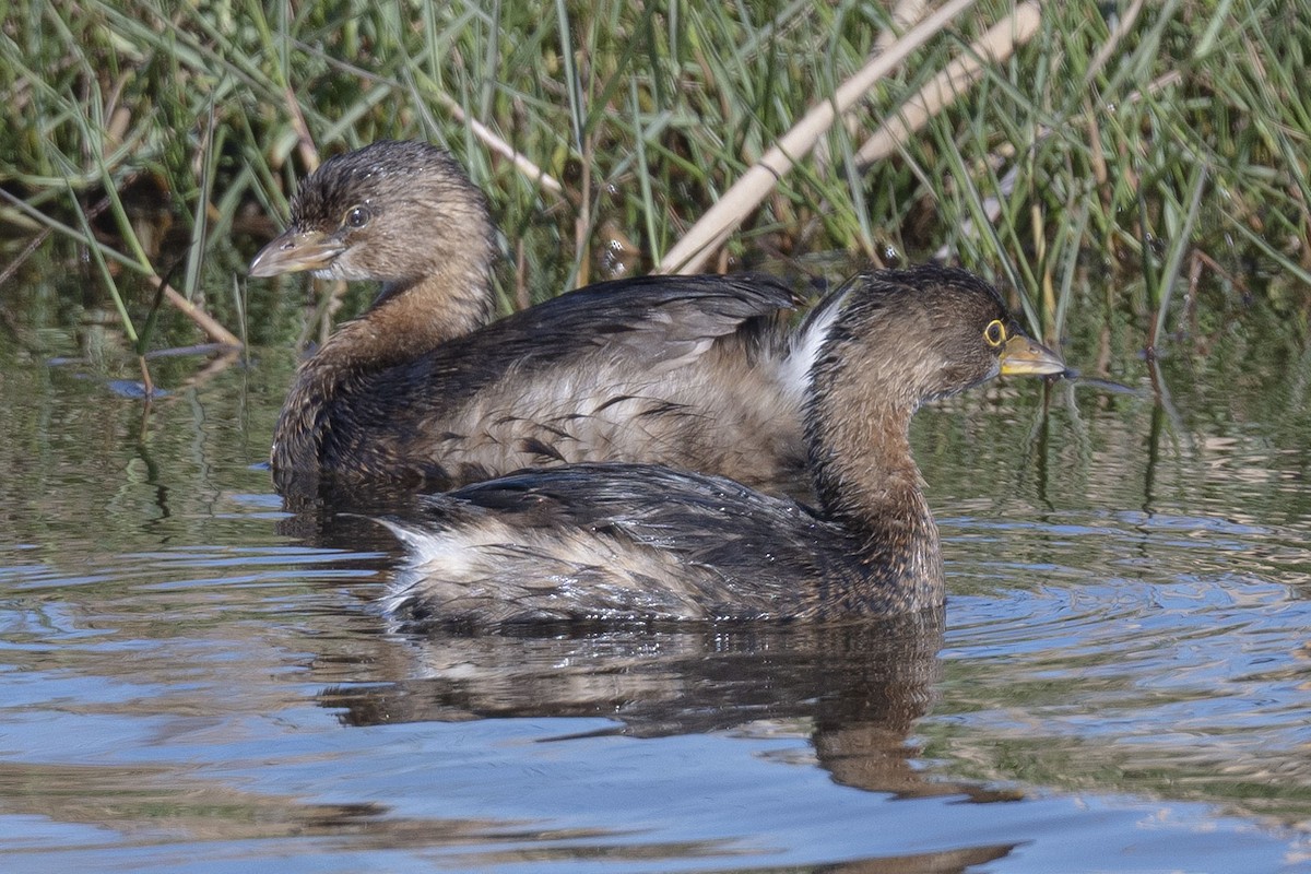 Pied-billed Grebe - ML612803803