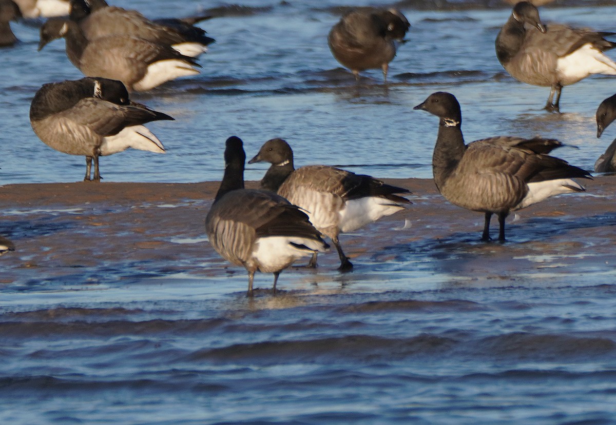 Brant (Pale-bellied) - Javier Train