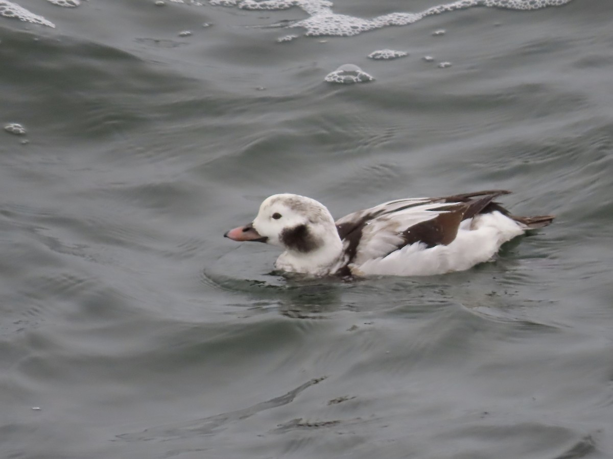 Long-tailed Duck - ML612803879