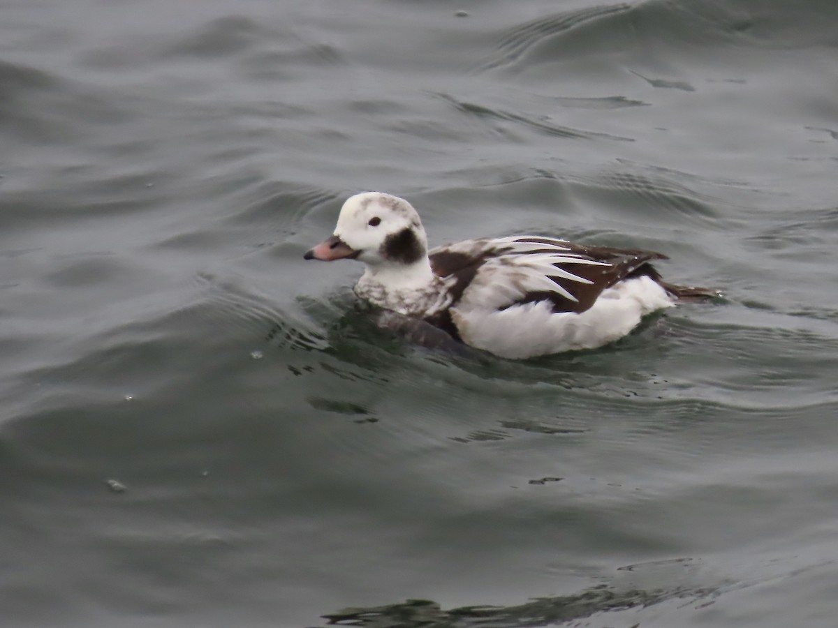 Long-tailed Duck - ML612803880