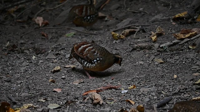 Bar-backed Partridge - ML612803945