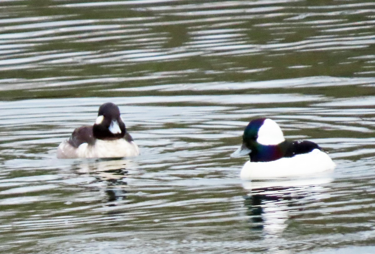 Bufflehead - ML612803969