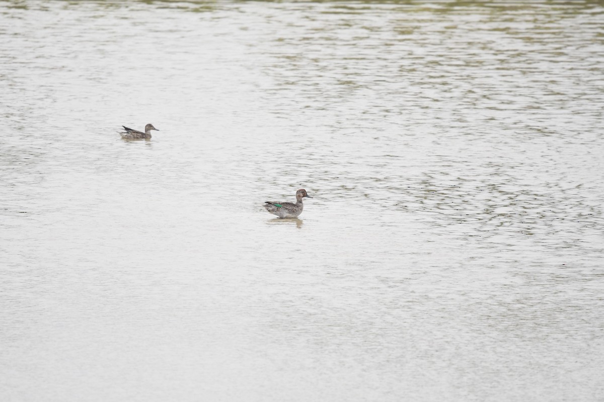 Green-winged Teal - ML612803979