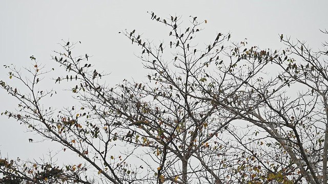 Chestnut-headed Bee-eater - ML612804001