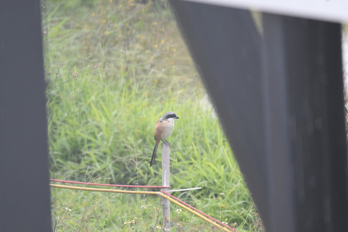 Long-tailed Shrike - ML612804041