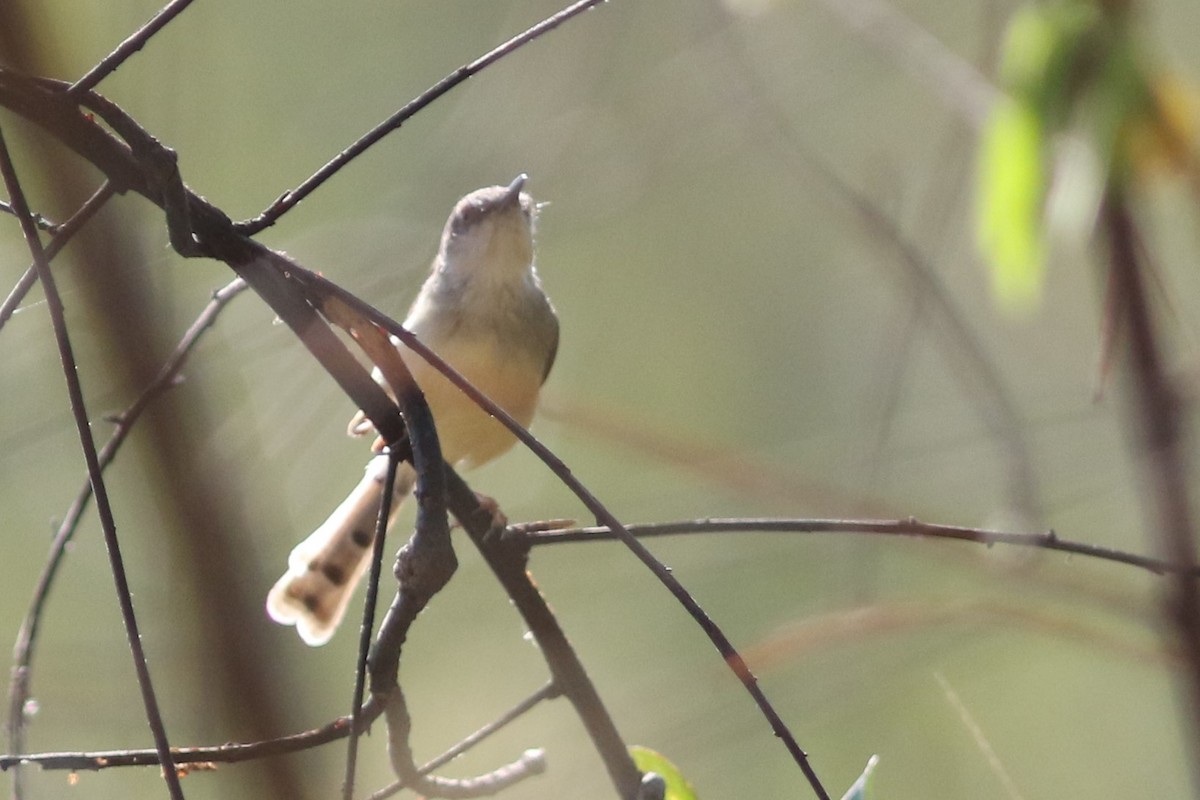 Gray-breasted Prinia - ML612804099