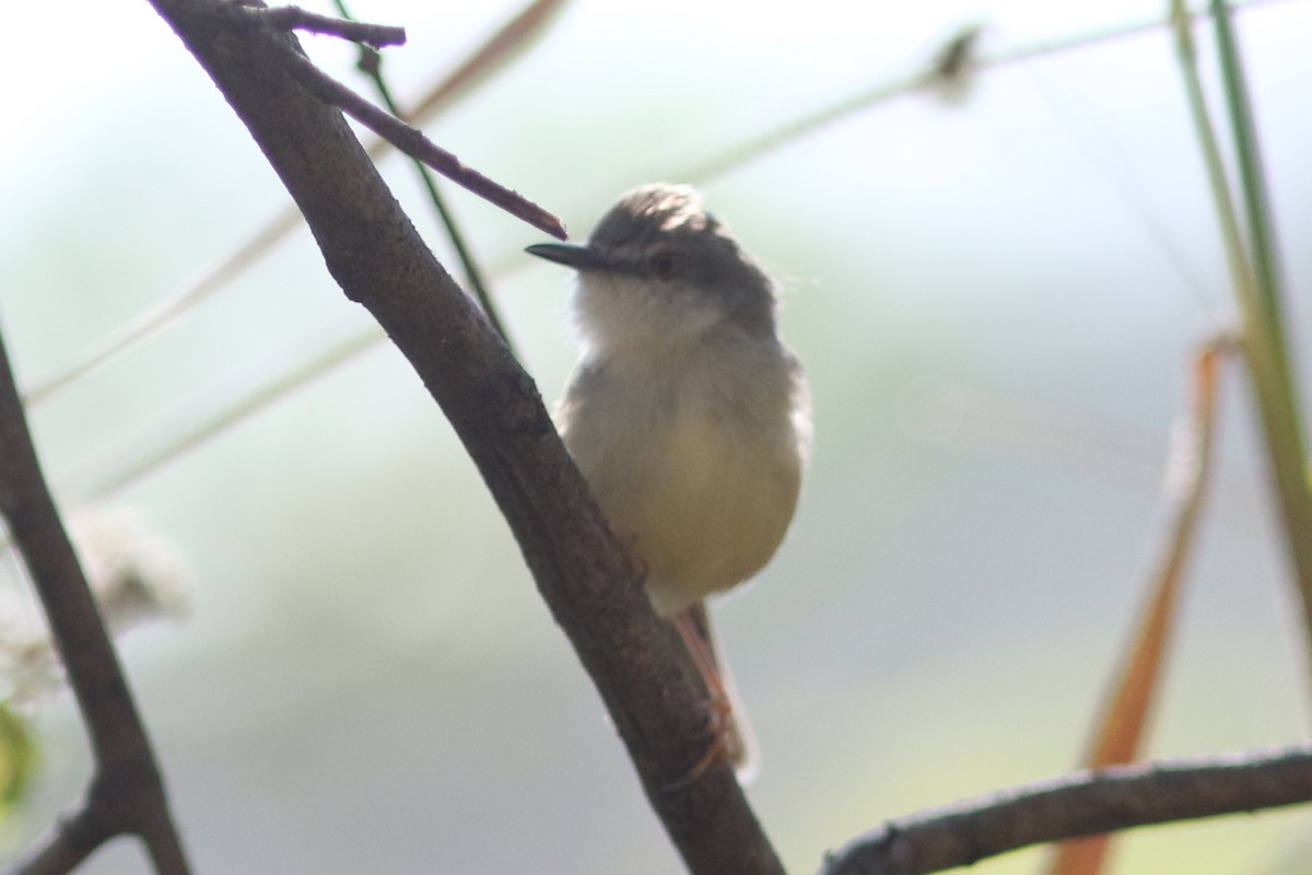 Gray-breasted Prinia - ML612804100