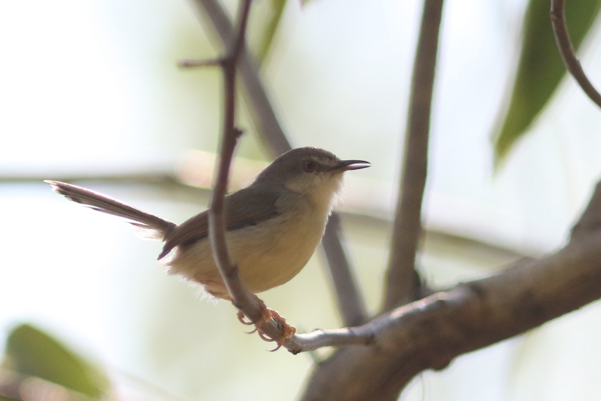 Gray-breasted Prinia - ML612804102