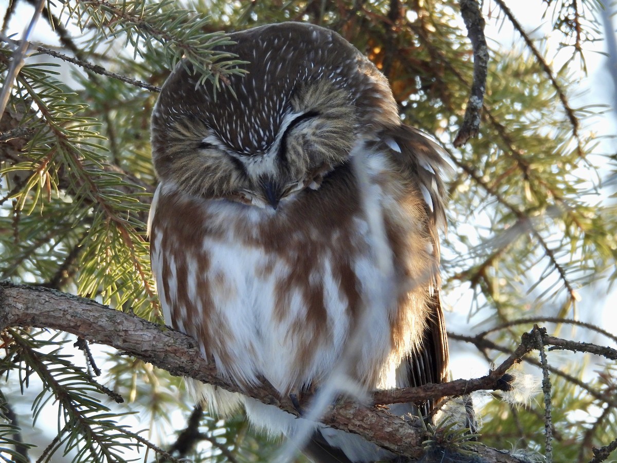 Northern Saw-whet Owl - ML612804127