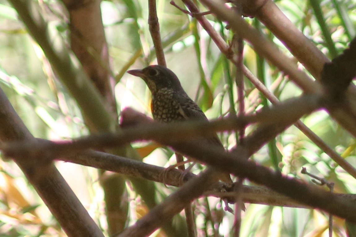 White-throated Rock-Thrush - ML612804133