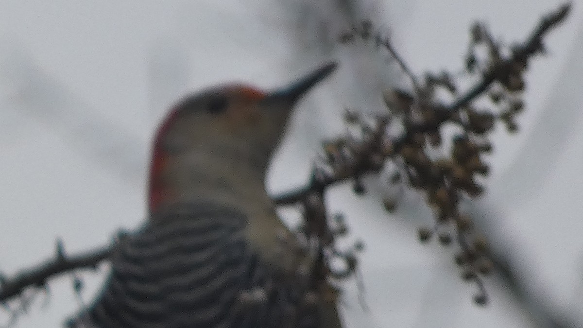 Red-bellied Woodpecker - ML612804249