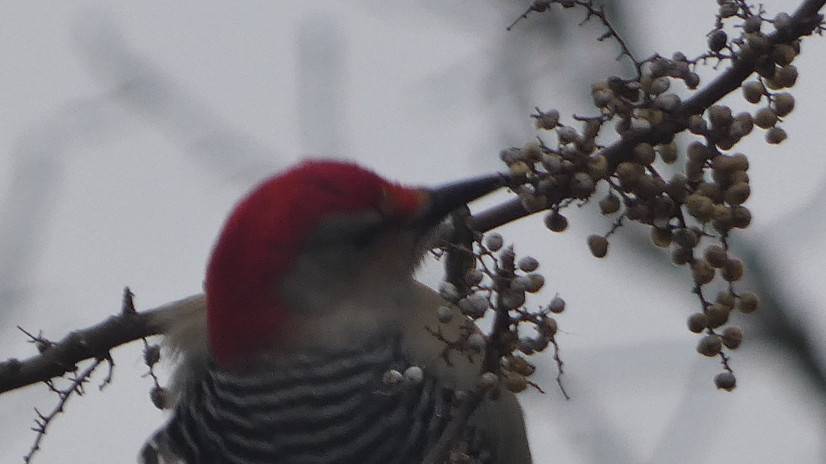 Red-bellied Woodpecker - ML612804251