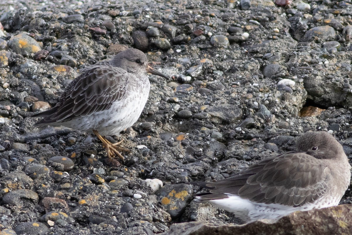 Rock Sandpiper - Rob Fowler