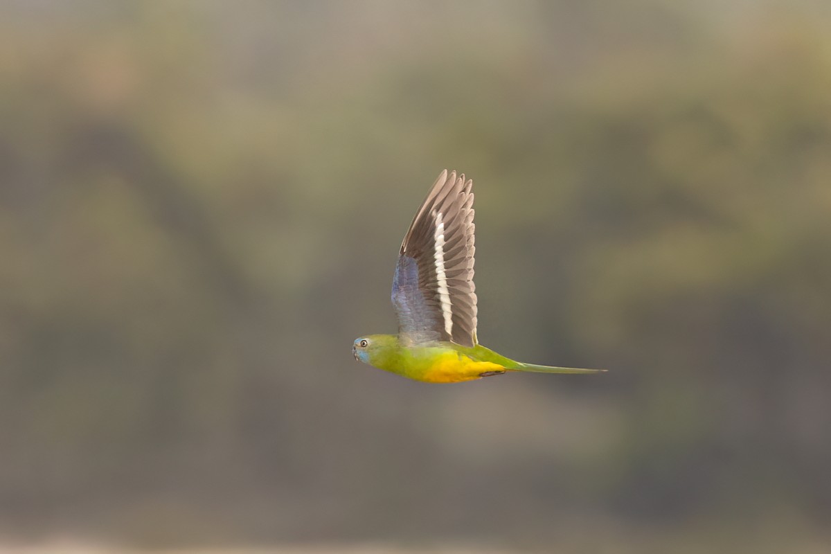 Turquoise Parrot - ML612804288