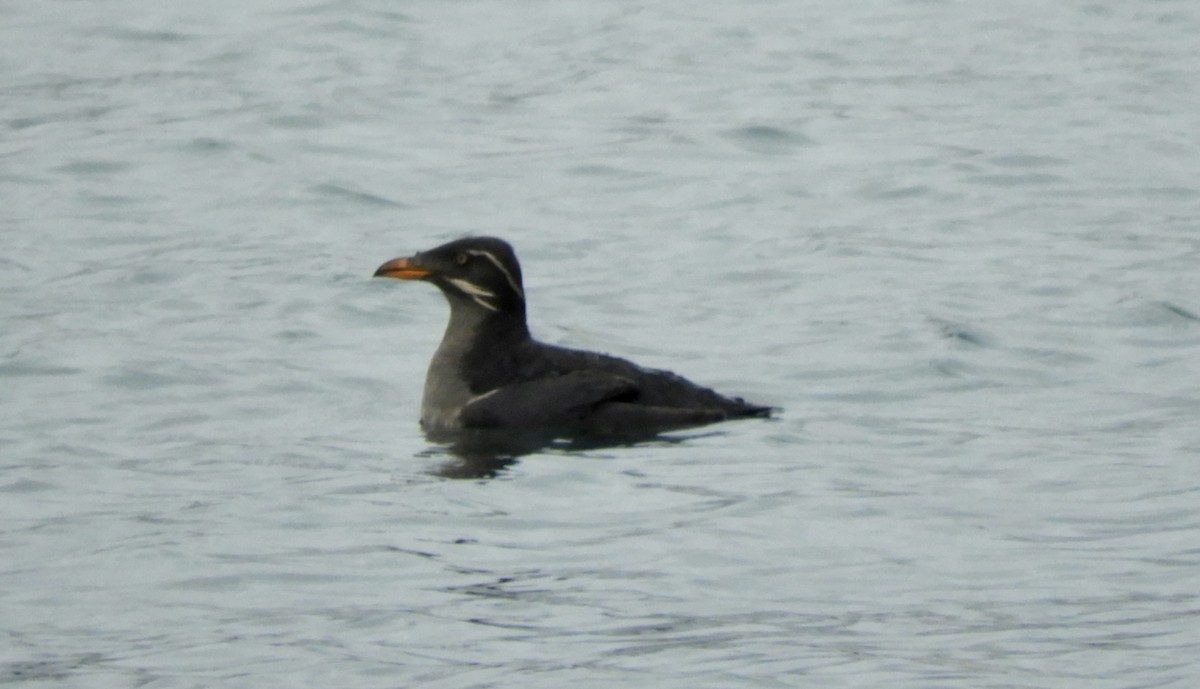 Rhinoceros Auklet - ML612804329