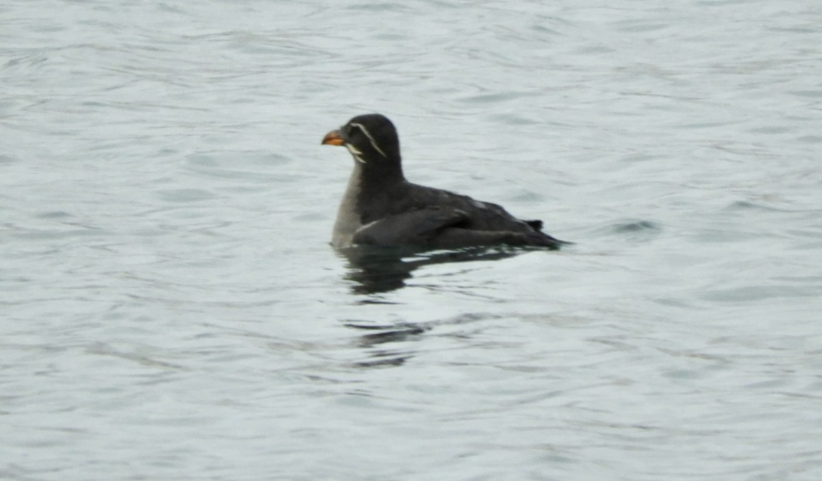 Rhinoceros Auklet - ML612804334