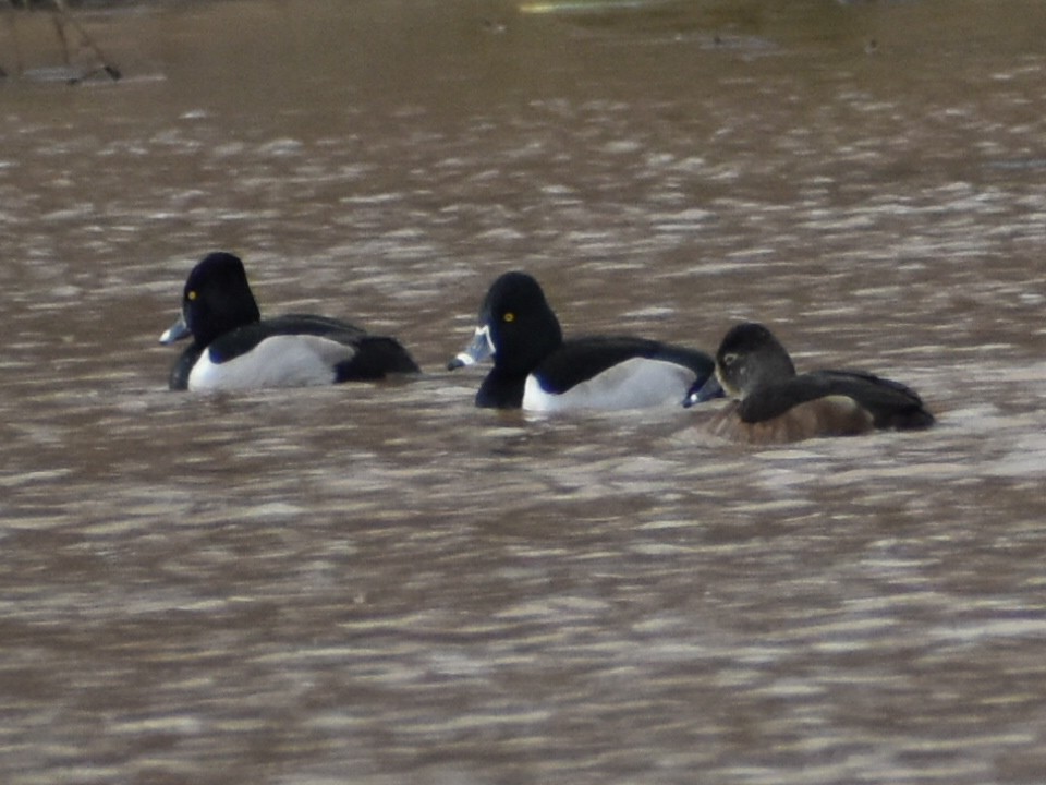 Ring-necked Duck - ML612804448