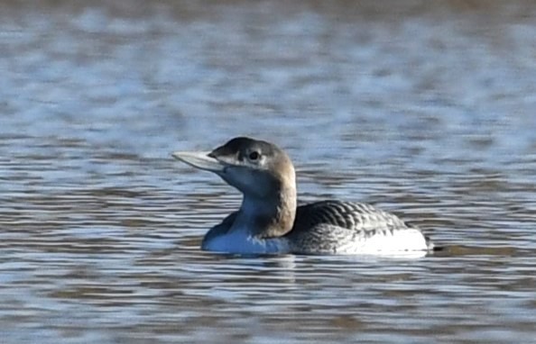 Plongeon à bec blanc - ML612804475