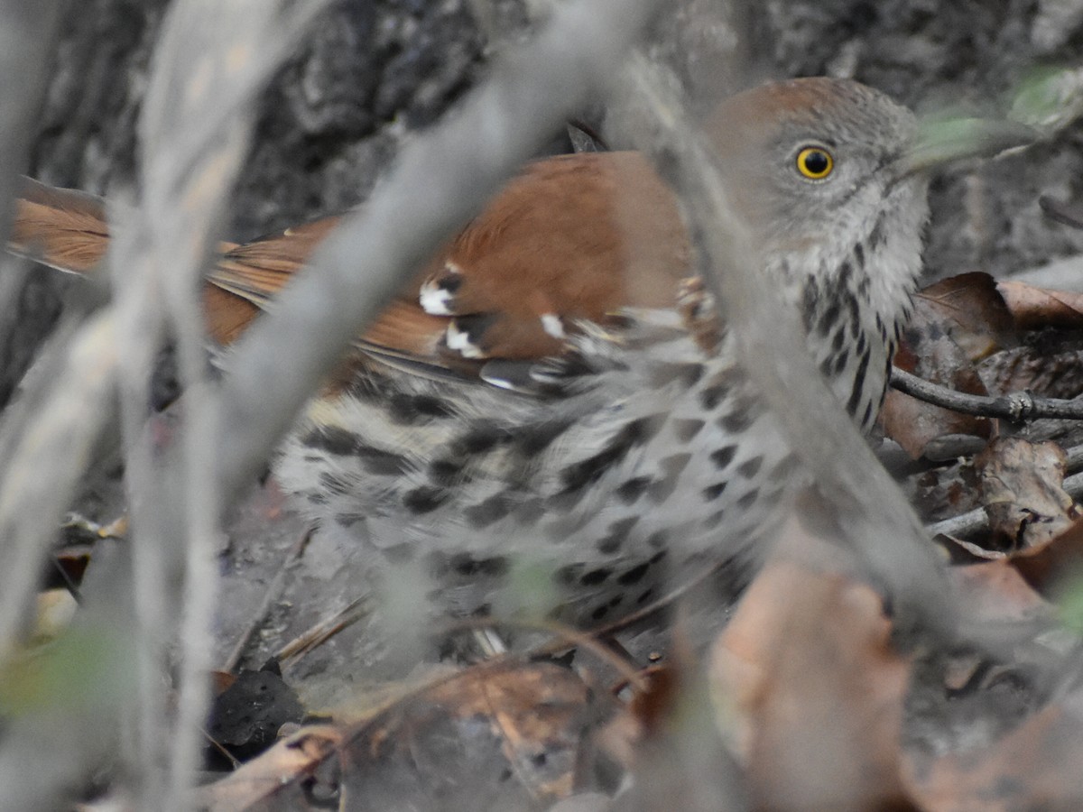 Brown Thrasher - Darrell Huneycutt