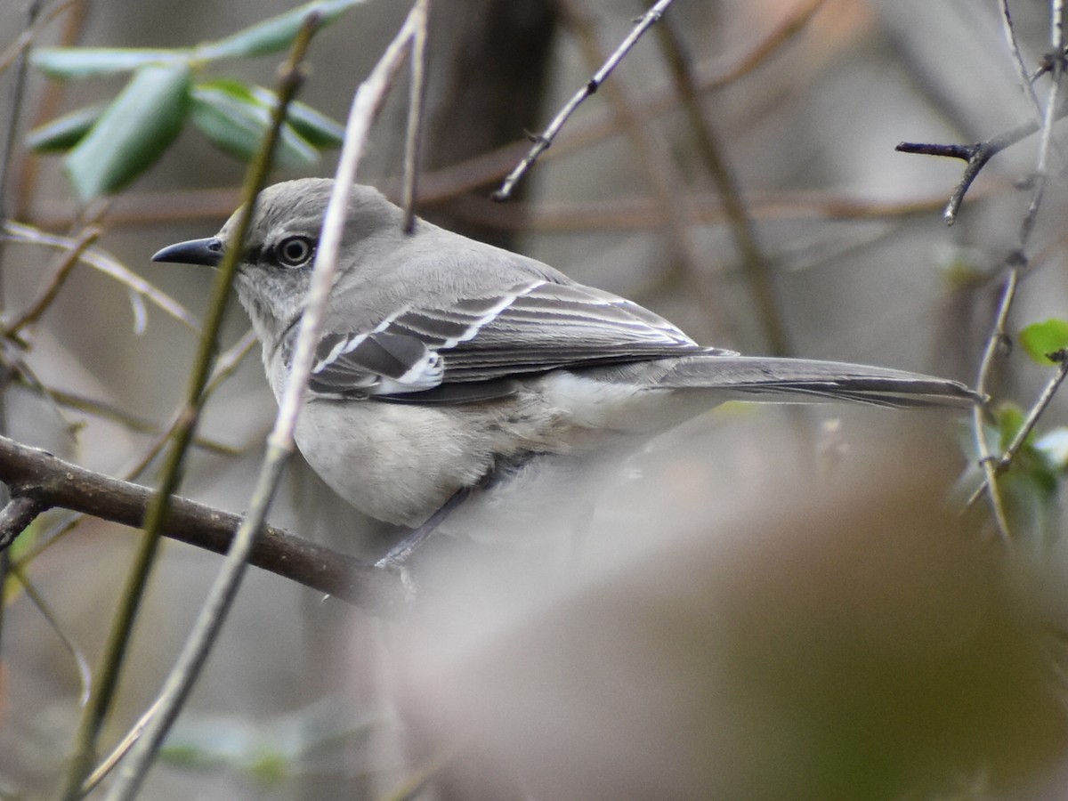 Northern Mockingbird - Darrell Huneycutt