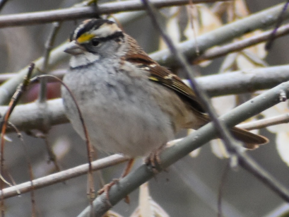 White-throated Sparrow - Darrell Huneycutt