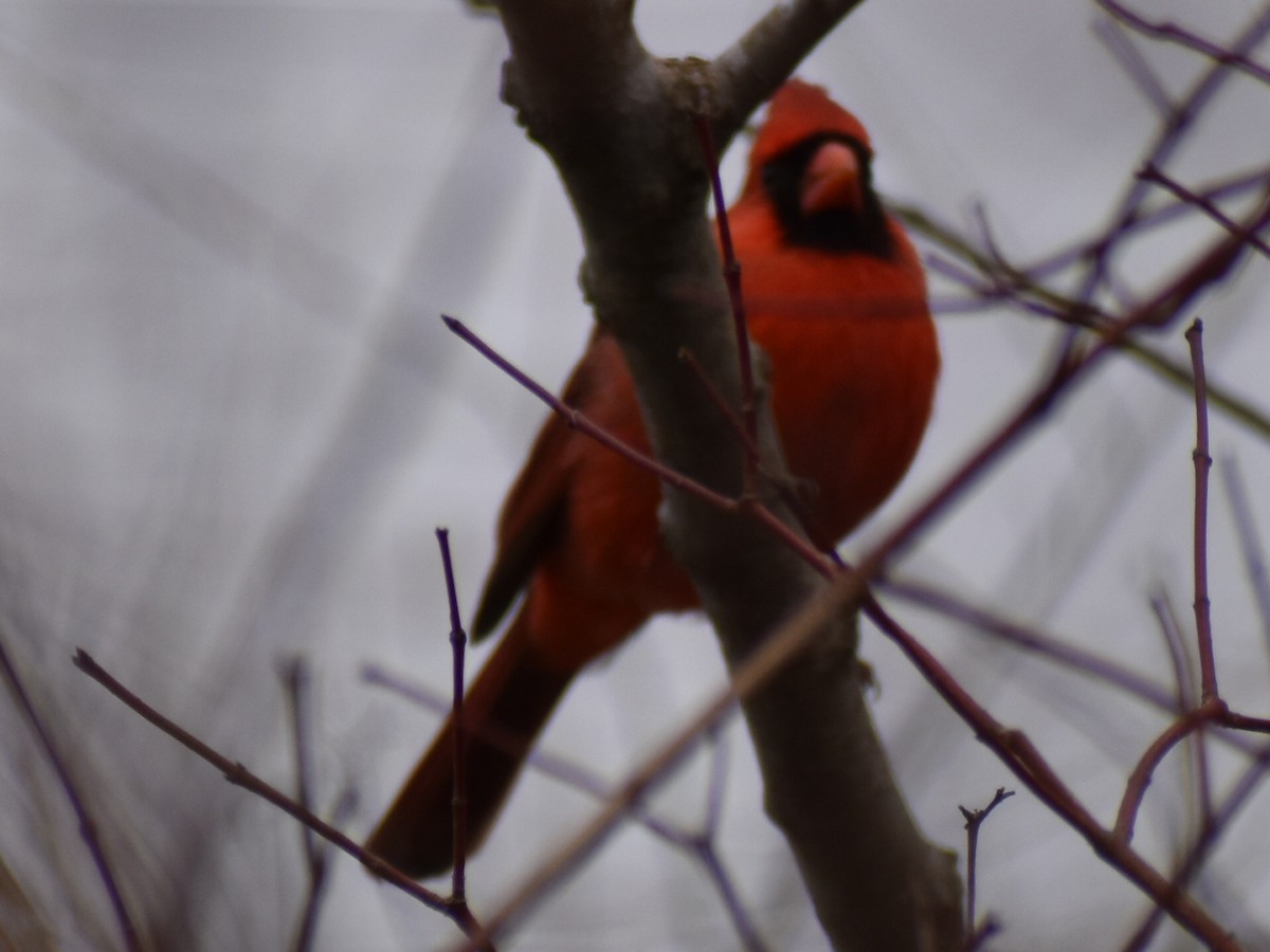 Cardinal rouge - ML612804601