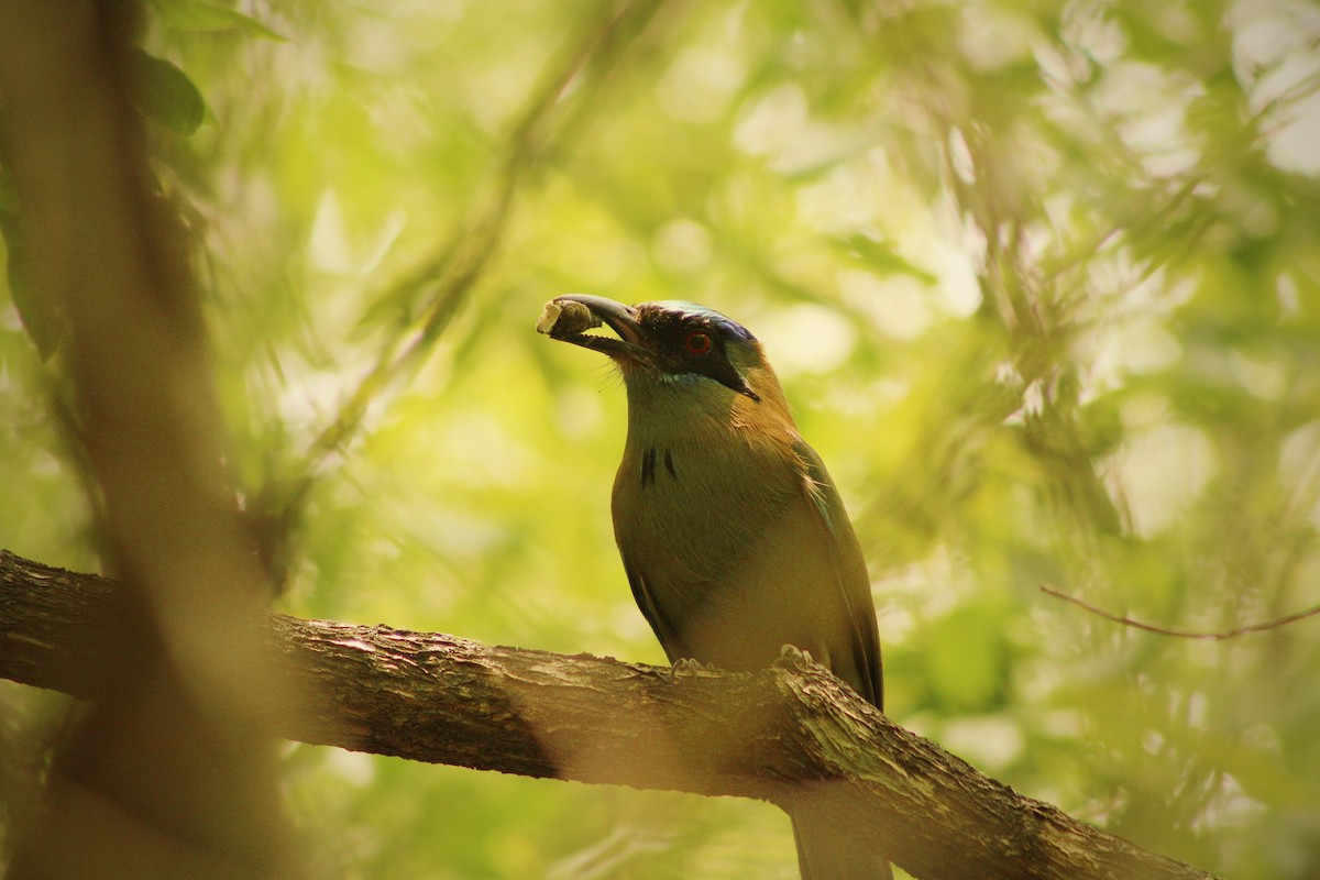 Amazonasmotmot - ML612804614