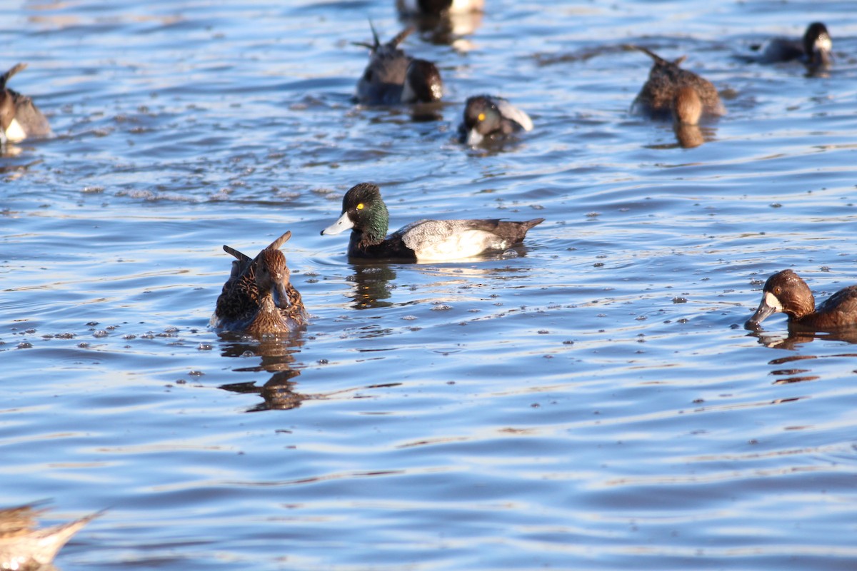 Lesser Scaup - ML612804668