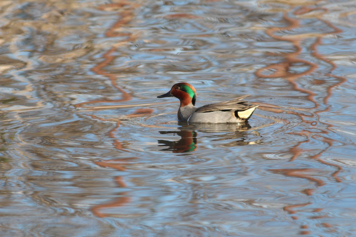 Green-winged Teal - Thomas Plath