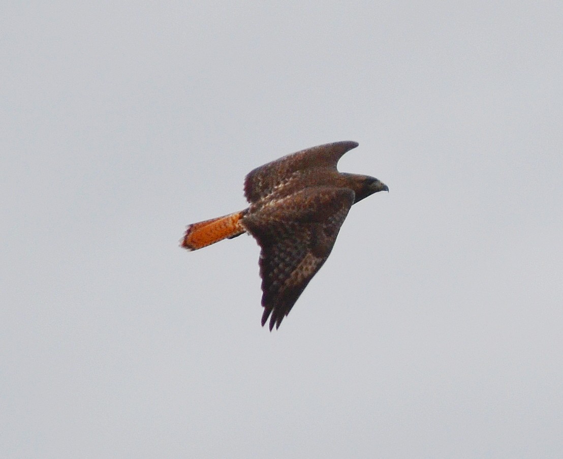 Red-tailed Hawk - ML612804691