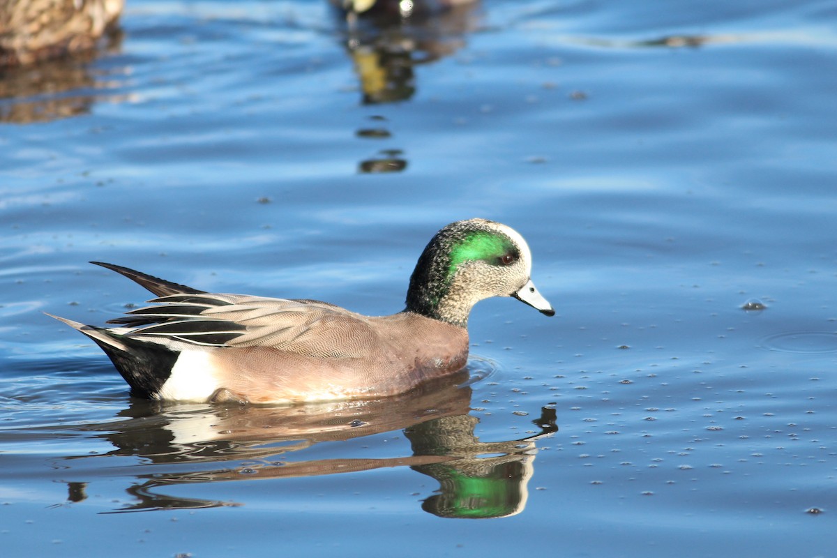 American Wigeon - ML612804692