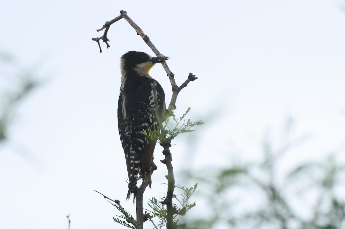 White-fronted Woodpecker - ML612804695