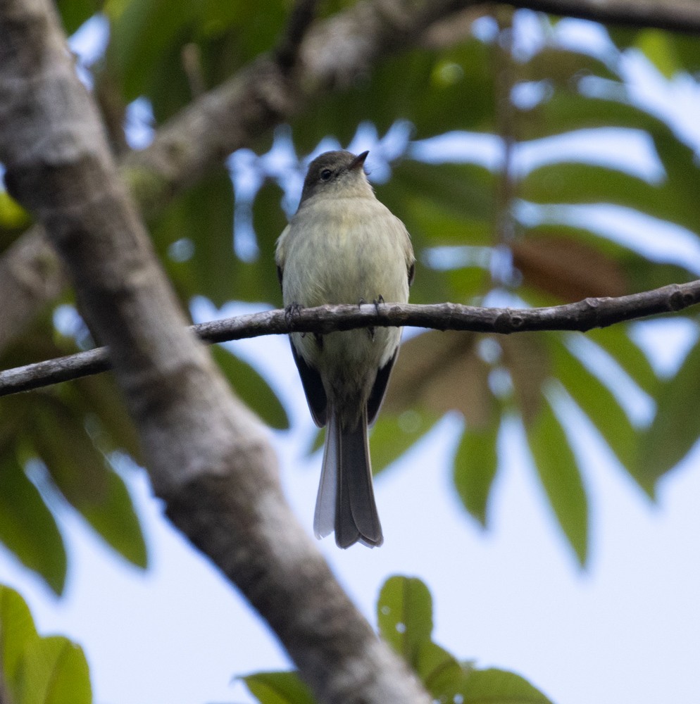 Greater Antillean Elaenia - Lindy Fung