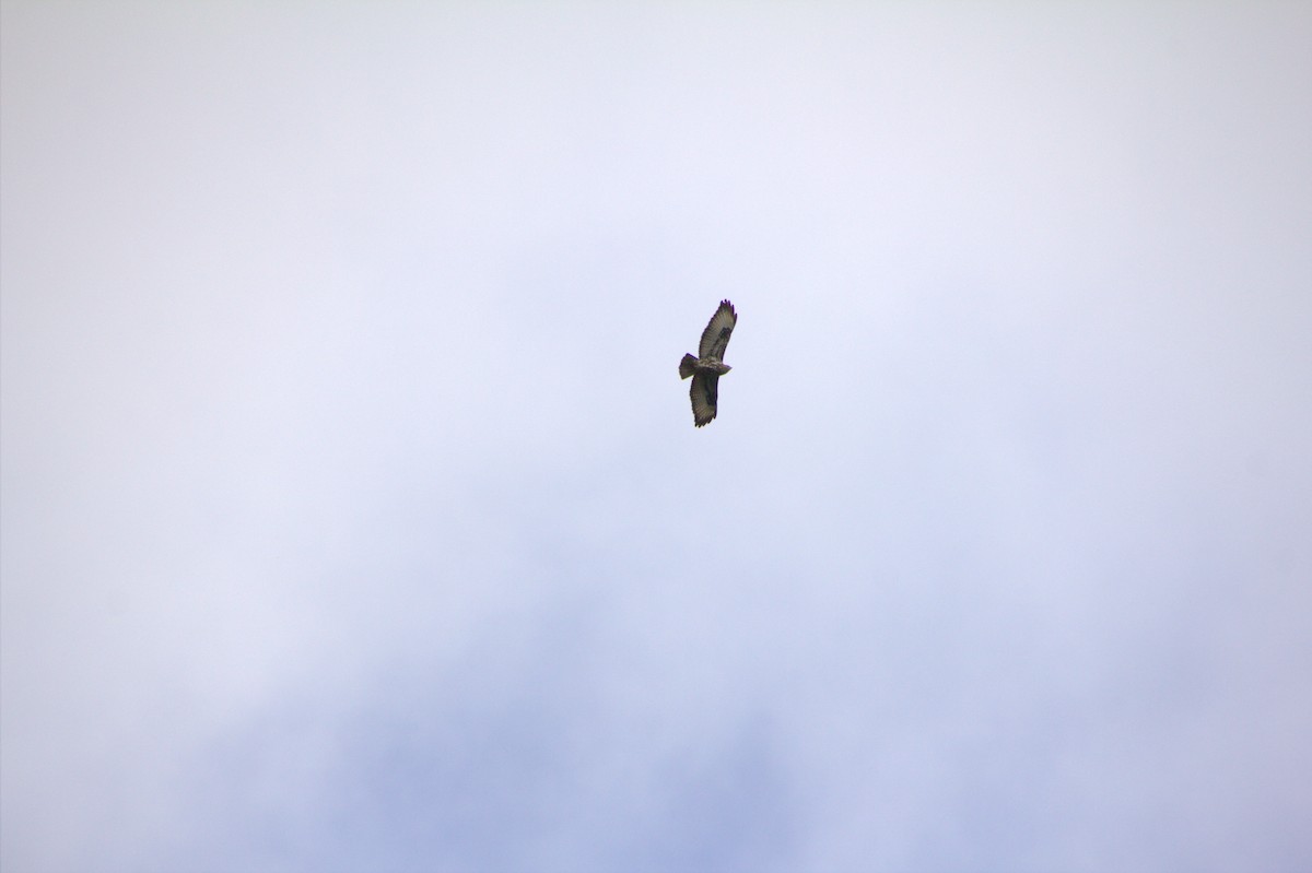 Mountain Buzzard - ML612804716