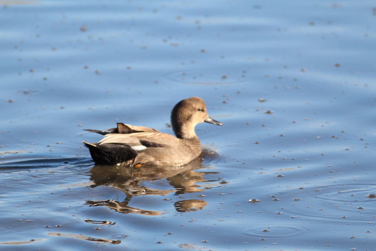 Gadwall - ML612804725