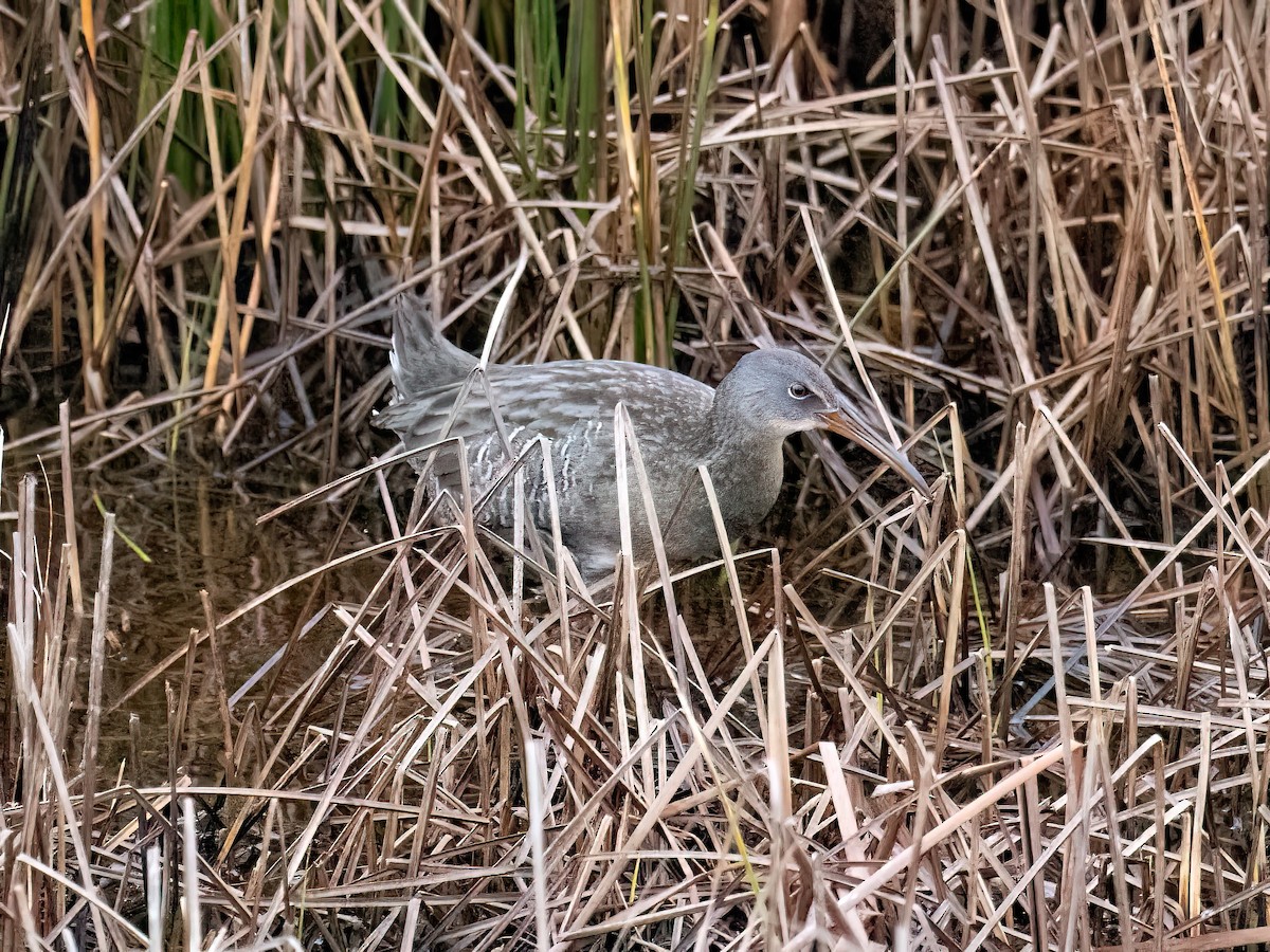 Clapper Rail - ML612804876