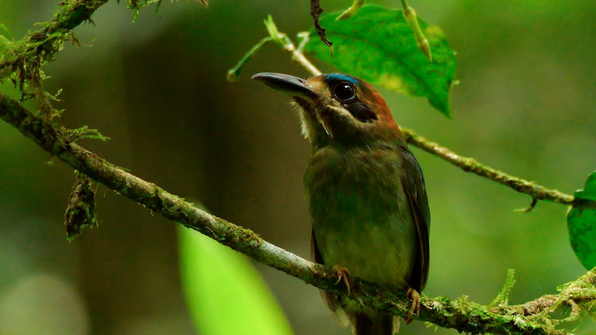 Tody Motmot - Mike Melton