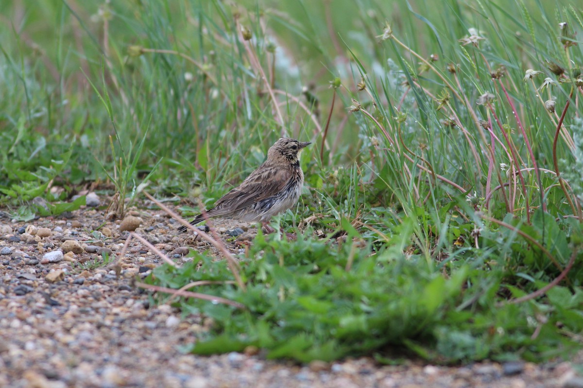 Horned Lark - Thomas Plath